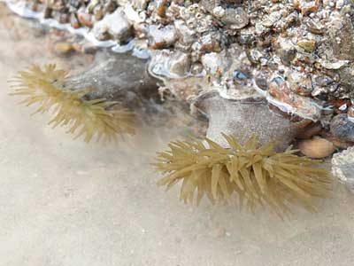 Beadlet Anemone