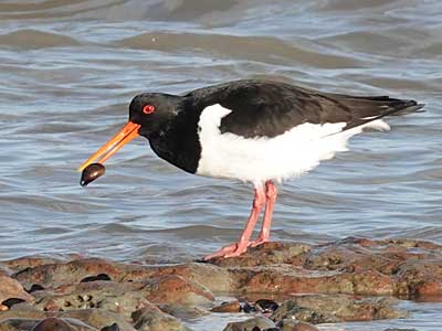 Oystercatcher