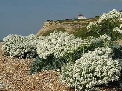 Sea Kale