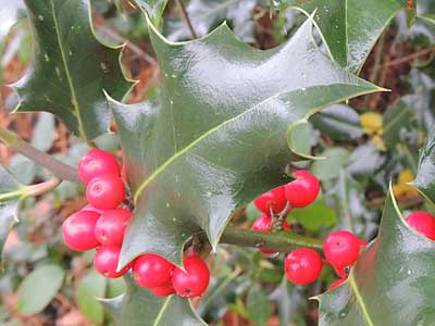 holly