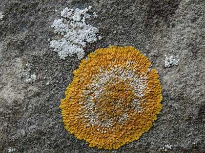 Lichen