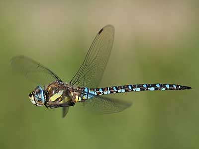 migrant hawker
