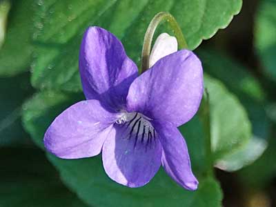 dog violet