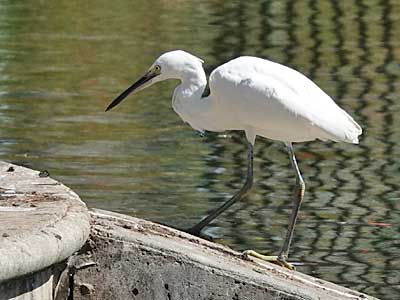Little Egret