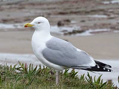 Herring Gull