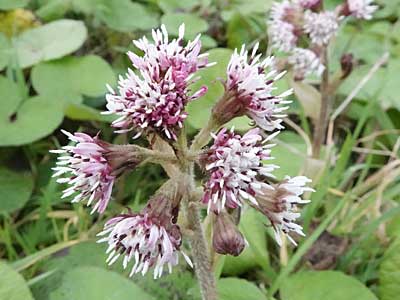 Winter Heliotrope