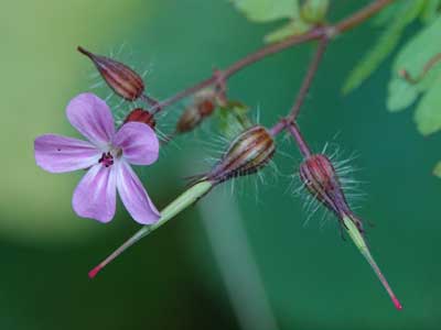 Herb Robert