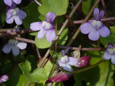 Ivy-leaved Toadflax