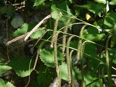 Pendulous Sedge