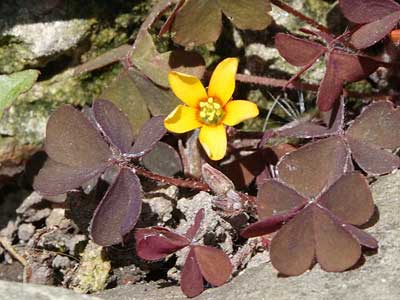 Procumbent Yellow Sorrel