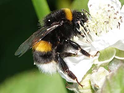 Buff-tailed Bumblebee