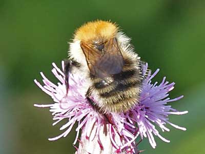 Common Carder Bee