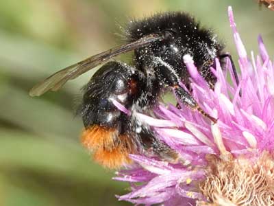 Red-tailed Bumblebee