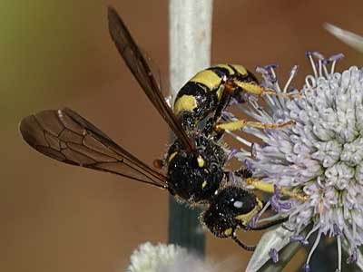Digger Wasp