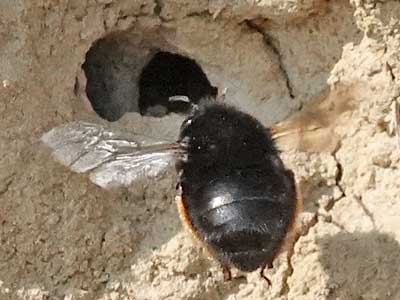 Hairy-footed Flower Bee