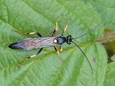 Amblyteles armatorius