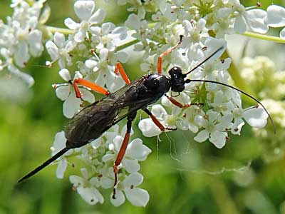 Pimpla rufipes