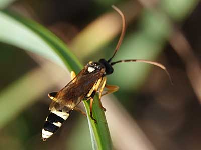 Ichneumon sarcitorius