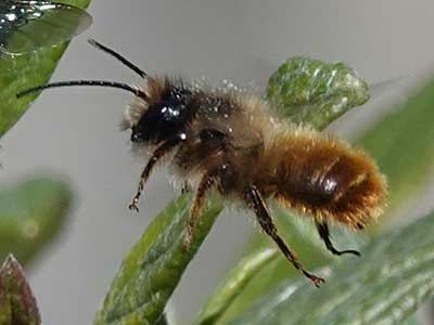 Red Mason Bee