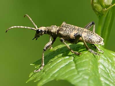 Black-spotted Longhorn Beetle