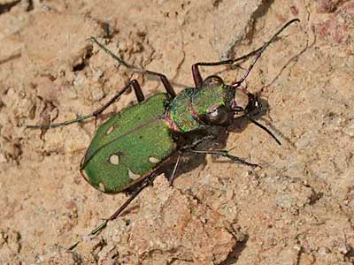 Green Tiger Beetle