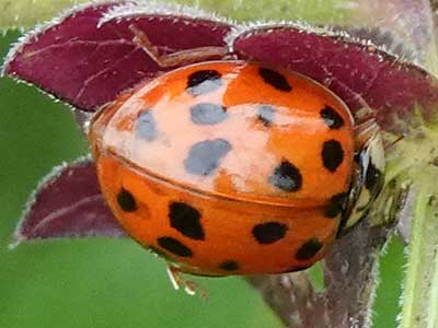 Harlequin Ladybird