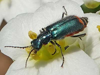 Malachite Beetle