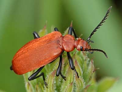 Red-headed Cardinal Beetle