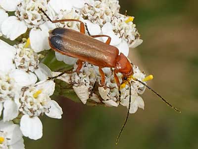 Red Soldier Beetle