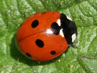 Seven-spot Ladybird