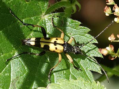 Spotted Longhorn Beetle