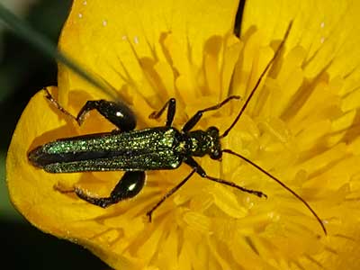 Thick-legged Flower Beetle