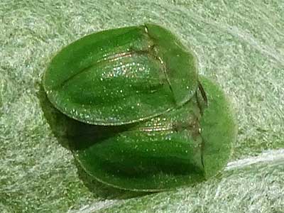 Thistle Tortoise Beetle