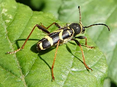 Wasp Beetle