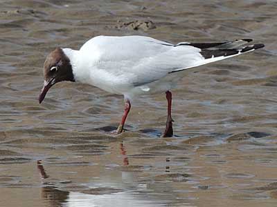 Black-headed Gull
