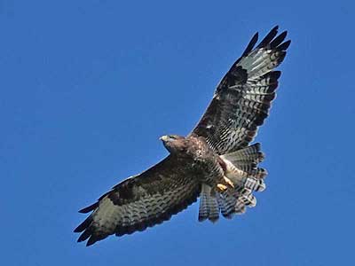Buzzard