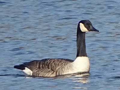 Canada Goose