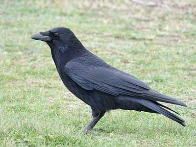 Carrion Crow