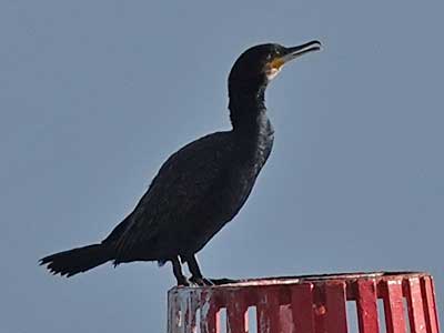 Cormorant