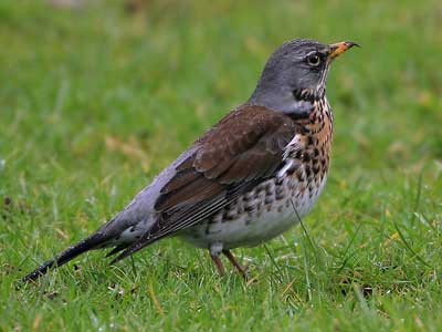 Fieldfare