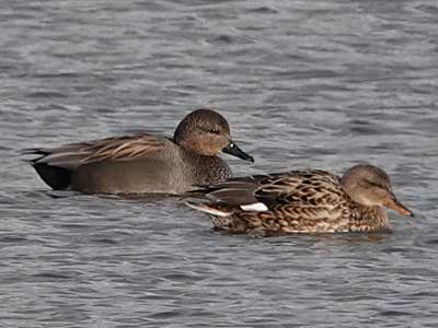 Gadwall