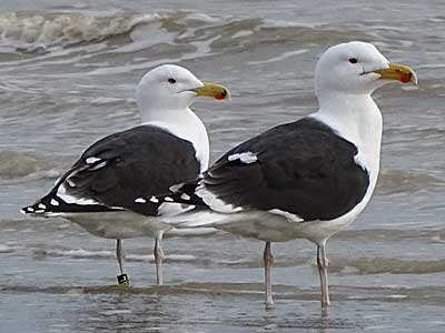 Great Black-backed Gull