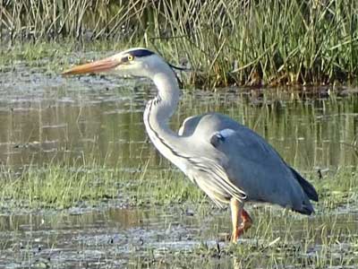 Grey Heron