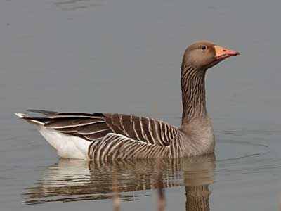 Greylag Goose