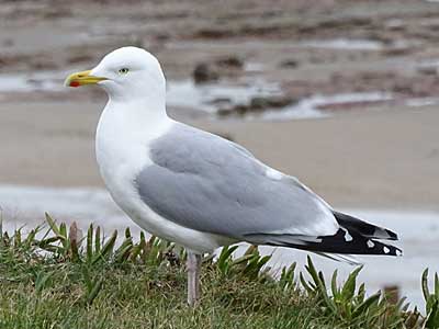 Herring Gull