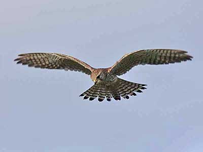 Kestrel