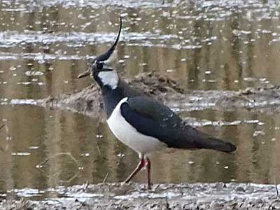 Lapwing