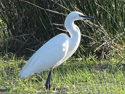 Little Egret