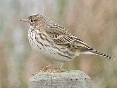 Meadow Pipit