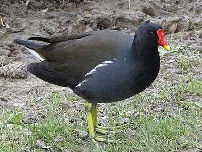 Moorhen